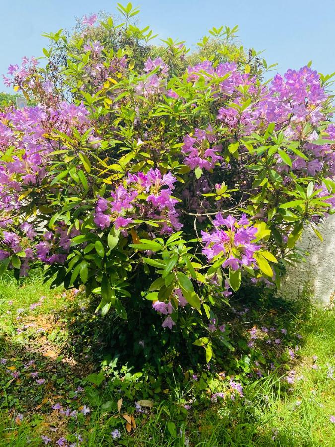 Villa Soulac 6 Chambres, Wifi Εξωτερικό φωτογραφία